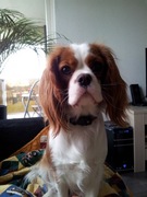 honden foto van Kim, Donna & Jessie