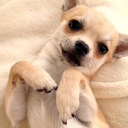 honden foto van Jolanda & Mojo