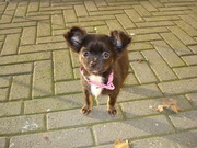 honden foto honden foto van Sabine