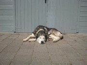 honden foto van marco bouman