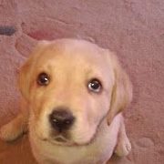 honden foto van Marcel Bruijnius