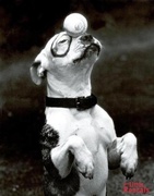 honden foto van De Waarheid