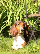 honden foto van Aerts Els