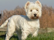 honden foto van Agneta