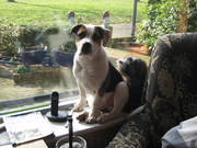 honden foto honden foto van jacky