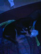 honden foto van Helina van Zanen