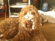 honden foto van Atie en Kiesja