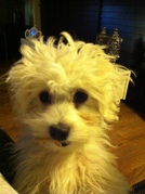 honden foto van Elisa & Bikkel