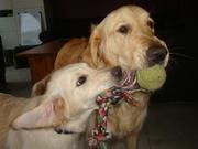 honden foto van Daphne