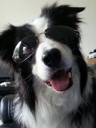 honden foto van Toes van Steenbergen