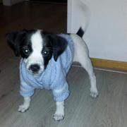 honden foto van sandra