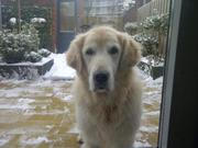 honden foto van marita