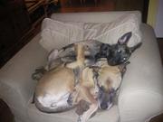 honden foto van willemien