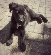 honden foto van Nootje