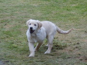 honden foto van djingo