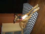 honden foto van martin kok 