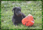 honden foto van Jolanda Derycke