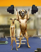 honden foto van Tek Tek