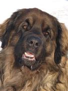 honden foto van Theo Verheij