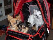 honden foto van Joke