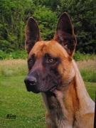 honden foto van Robert