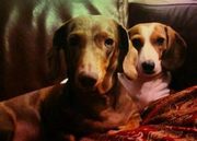 honden foto van Noah & Siena