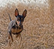 honden foto van Sandra Vermeulen
