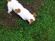 honden foto van noeltje
