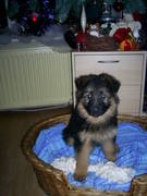 honden foto van johan contermans