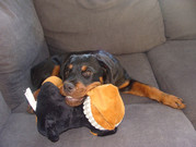 honden foto van Anna