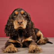 honden foto van Julie en Valérie, Milo en Noa