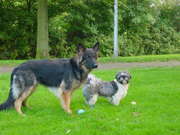 honden foto van Anja