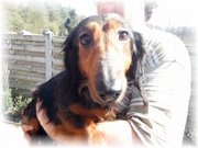 honden foto van nicole