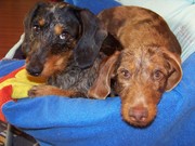 honden foto van Letty baasje Quirine