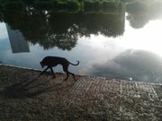 honden foto van Naomi