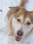 honden foto van Dobby