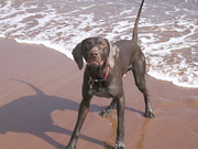 honden foto van miek