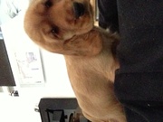 honden foto van Frederique & Jack