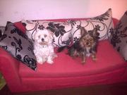 honden foto van Priscilla,Diego&Hummer