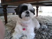 honden foto van cindy