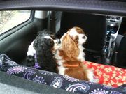 honden foto van Brigitte