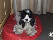 honden foto van Hester van den Broek