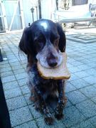 honden foto honden foto van regina