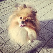 honden foto van Sylvana & Hummerke