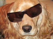 honden foto van kelly