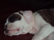 honden foto van jolanda