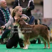 honden foto van Gitt