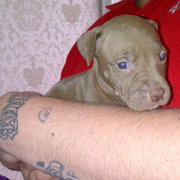 honden foto van Dave