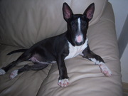 honden foto van petratromp