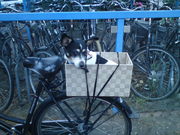 honden foto honden foto van Lor
